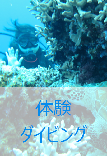 体験ダイビングはこちらから